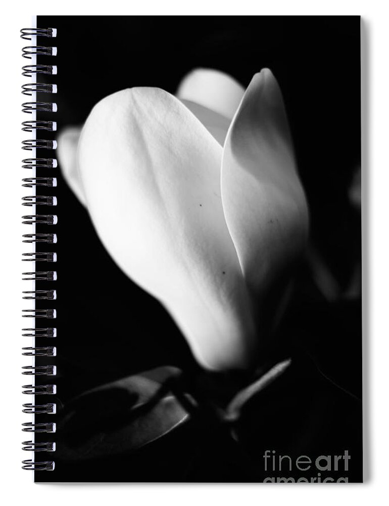 Magnolia Spiral Notebook featuring the photograph Early Stages by Metaphor Photo