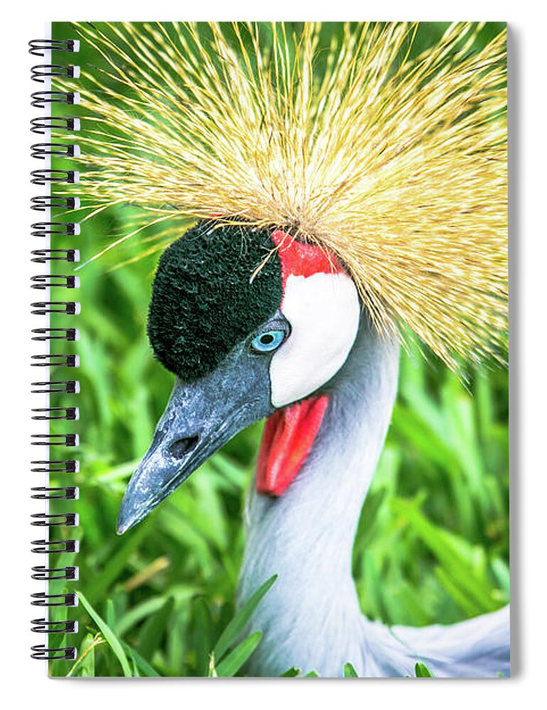 East African Crowned Crane Spiral Notebook featuring the photograph East African Crowned Crane by Rene Triay FineArt Photos
