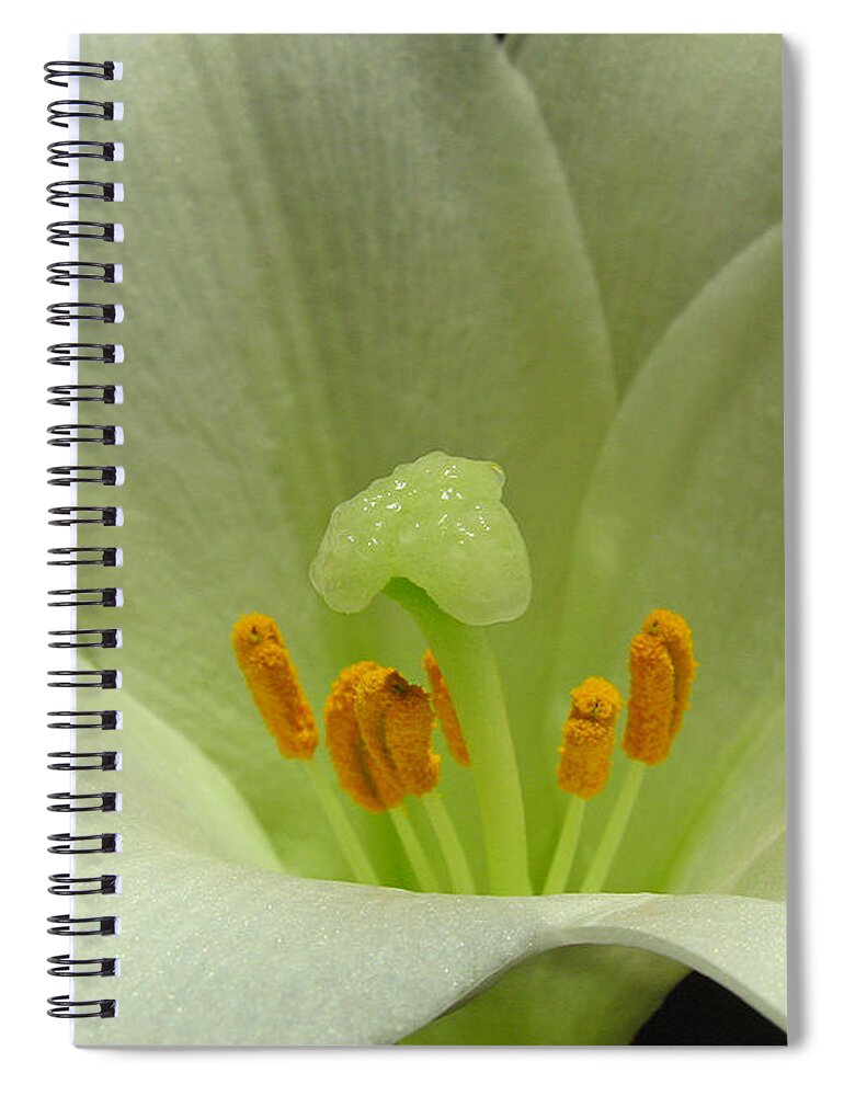 Lily Spiral Notebook featuring the photograph Easter Lily Floral by Juergen Roth