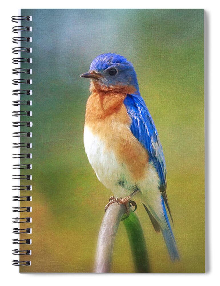 Bluebird Spiral Notebook featuring the photograph Eastern Bluebird Painted Effect by Hermes Fine Art