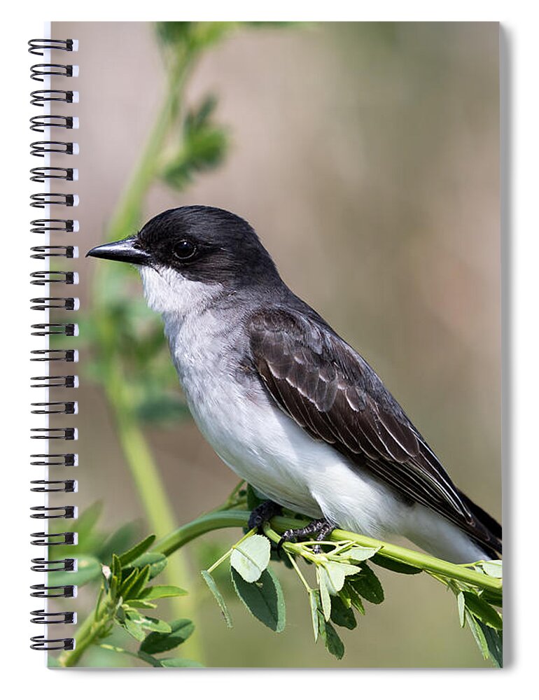 Art Spiral Notebook featuring the photograph Eastern Kingbird by Phil Spitze