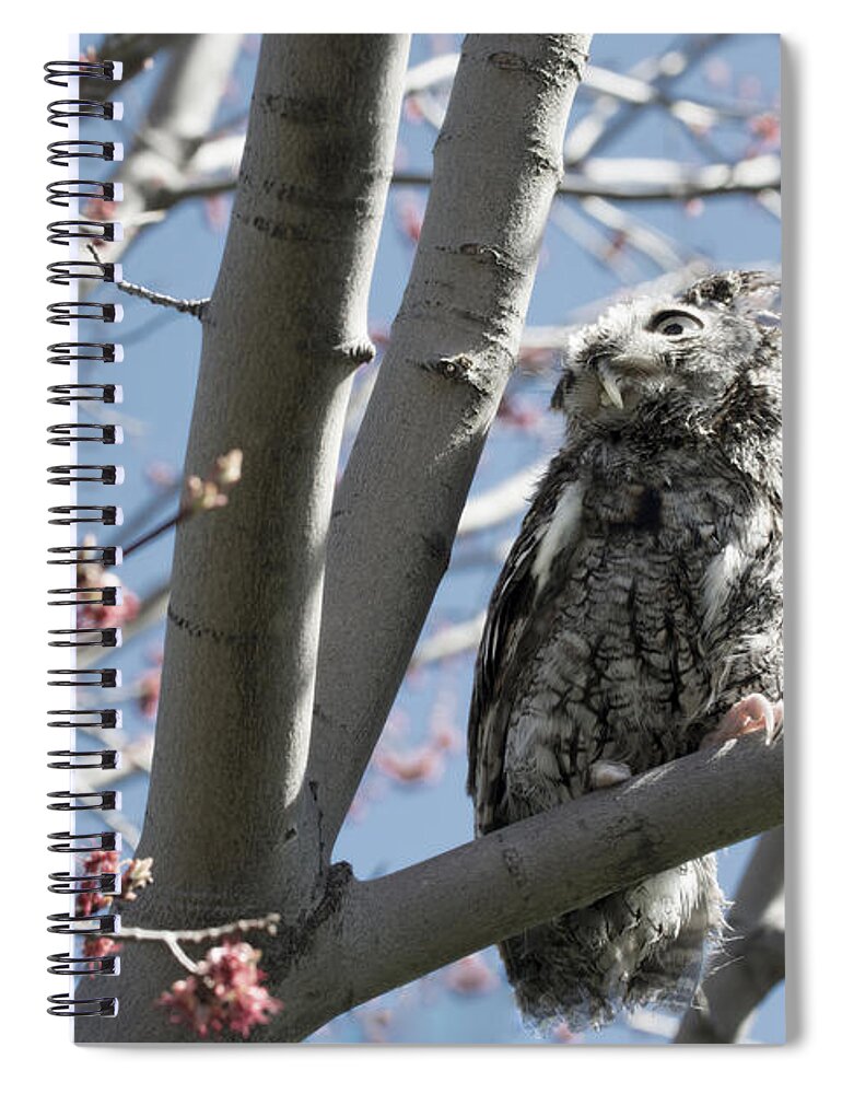 Eastern Screech Owl 3 Spiral Notebook featuring the photograph Eastern Screech Owl 3 by Tracy Winter