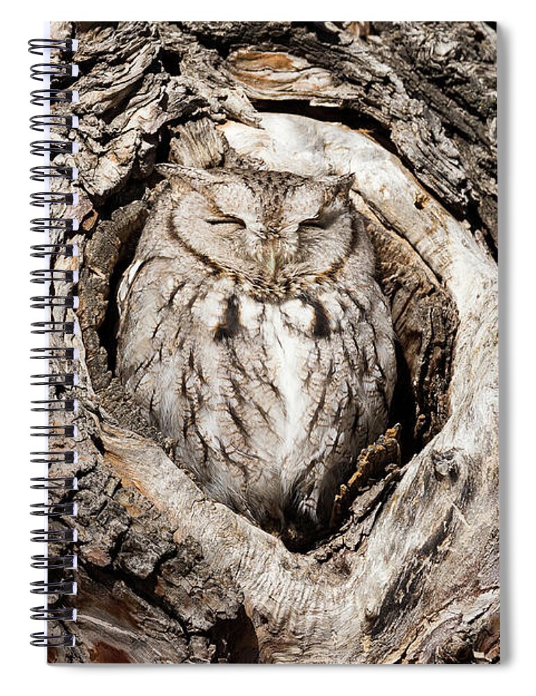 Owl Spiral Notebook featuring the photograph Eastern Screech Owl Enjoys the Morning Warmth by Tony Hake