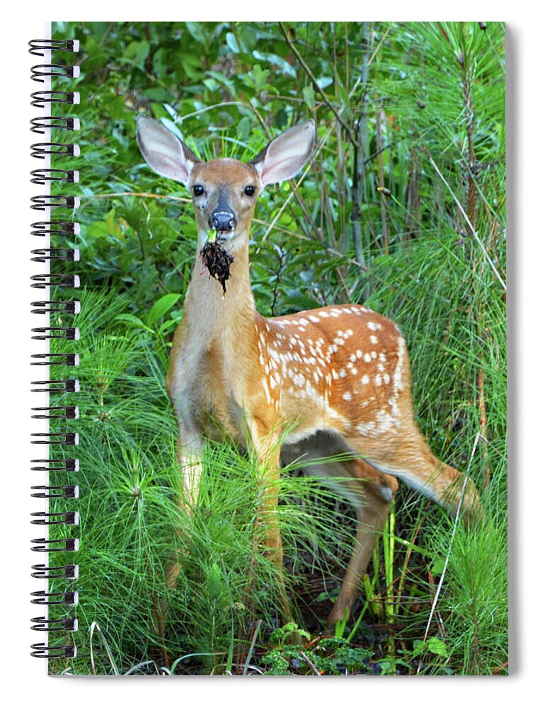 Deer Spiral Notebook featuring the photograph Eating by Jerry Griffin