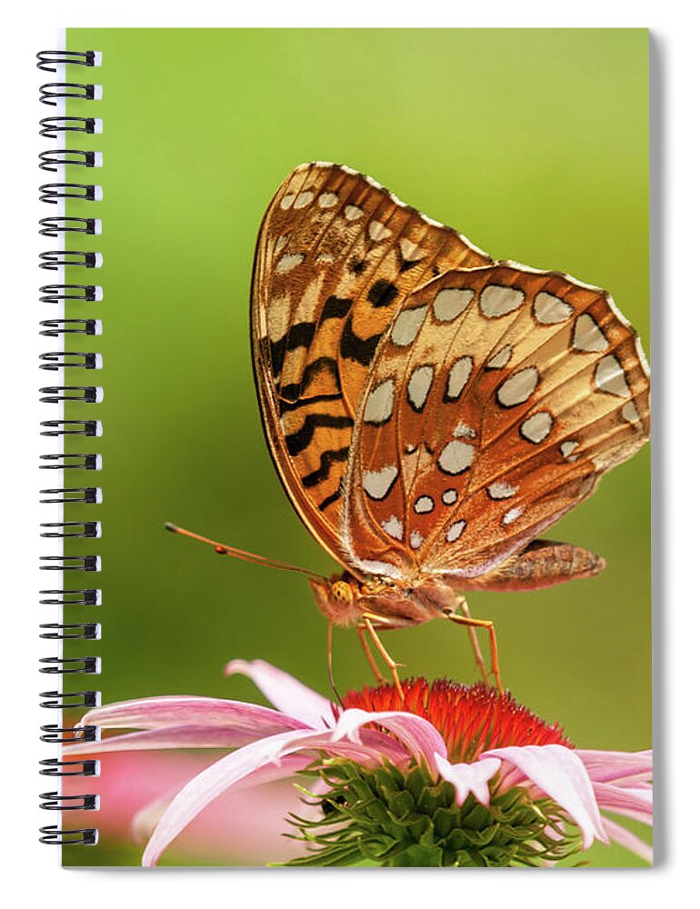 Great Spangled Fritillary Spiral Notebook featuring the photograph Echinacea And Fritillary Butterfly by Lara Ellis