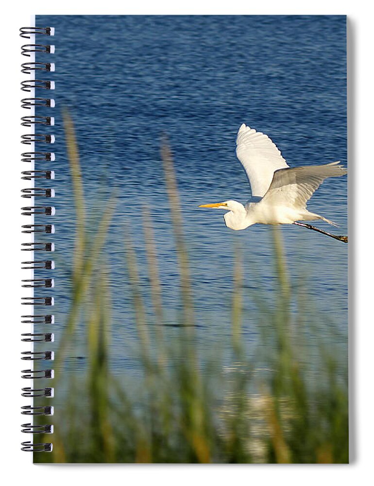 Richard Reeve Spiral Notebook featuring the photograph Egret in Flight by Richard Reeve