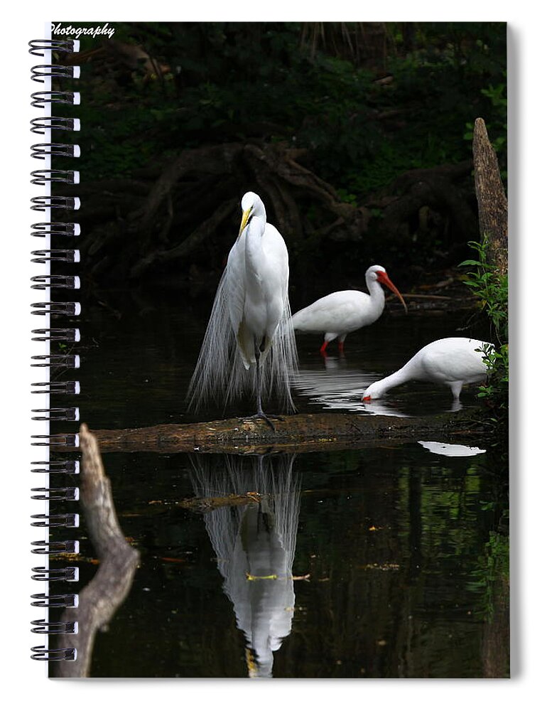 Great White Egret Spiral Notebook featuring the photograph Egret Reflection by Barbara Bowen