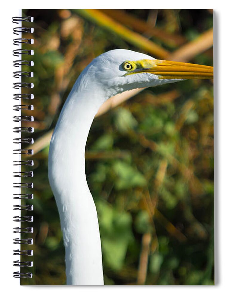 Feathers Spiral Notebook featuring the photograph Egret Stare Down by Leticia Latocki