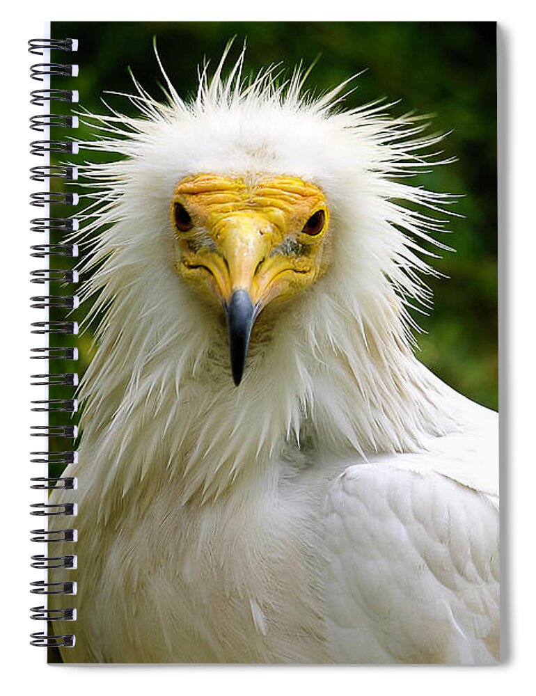 Vulture Spiral Notebook featuring the photograph Egyptian Vulture by Anthony Jones