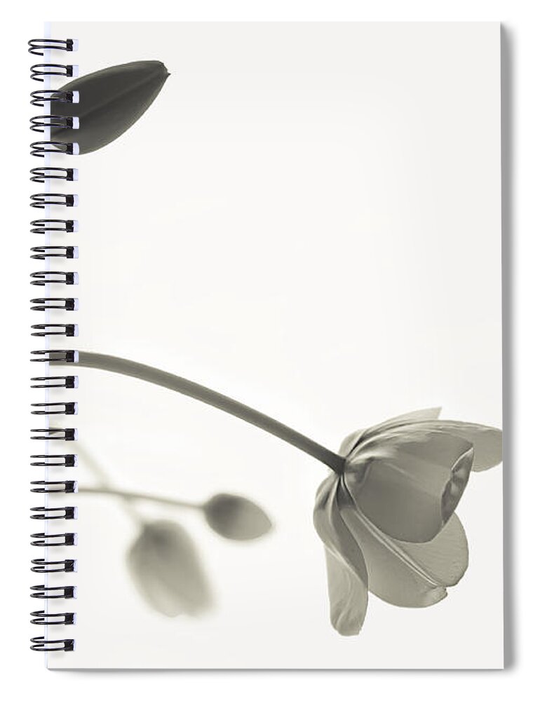Tulip Spiral Notebook featuring the photograph Elegant Bow by Maggie Terlecki