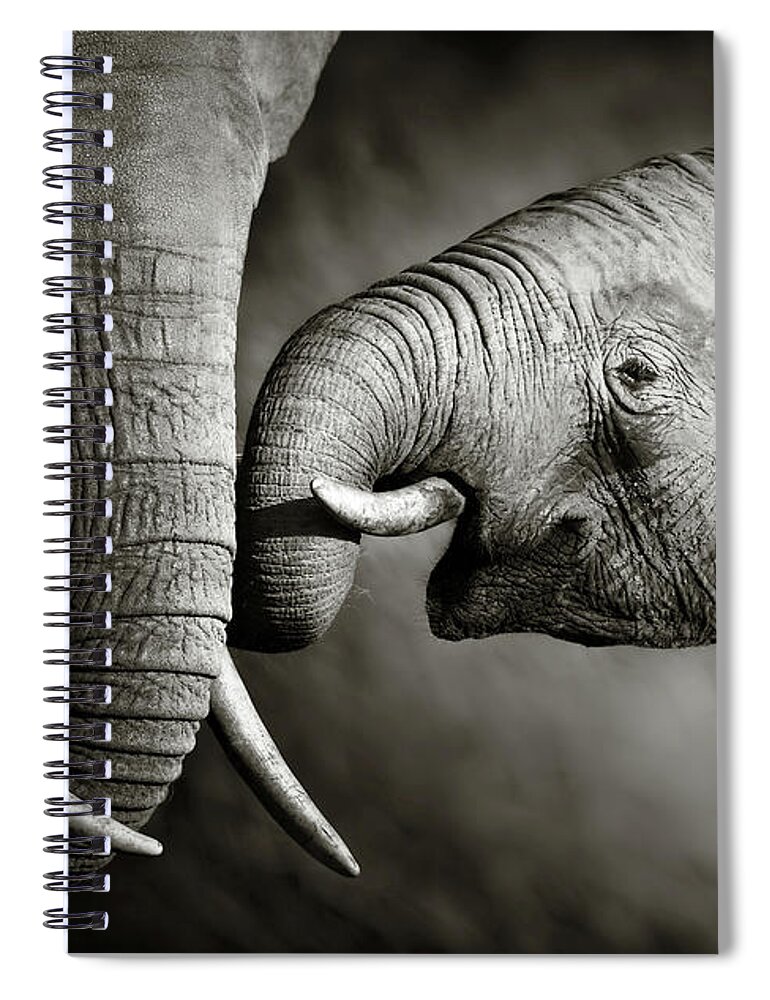 Elephant; Interact; Touch; Gently; Trunk; Young; Large; Small; Big; Tusk; Together; Togetherness; Passionate; Affectionate; Behavior; Art; Artistic; Black; White; B&w; Monochrome; Image; African; Animal; Wildlife; Wild; Mammal; Animal; Two; Moody; Outdoor; Nature; Africa; Nobody; Photograph; Addo; National; Park; Loxodonta; Africana; Muddy; Caring; Passion; Affection; Show; Display; Reach Spiral Notebook featuring the photograph Elephant affection by Johan Swanepoel