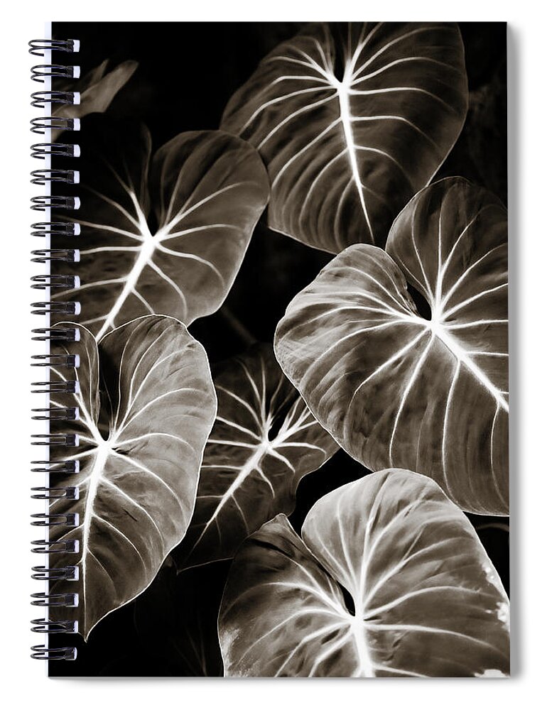 Elephant Spiral Notebook featuring the photograph Elephant Ears on Parade by Marilyn Hunt