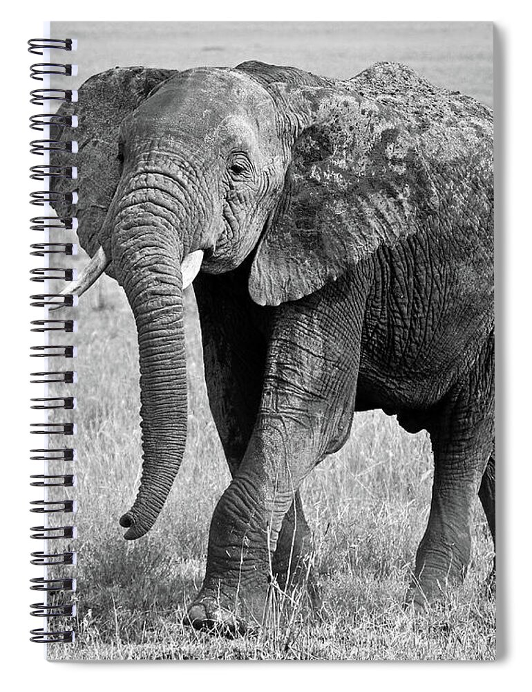 Elephant Spiral Notebook featuring the photograph Elephant Happy and Free in Black and White by Gill Billington