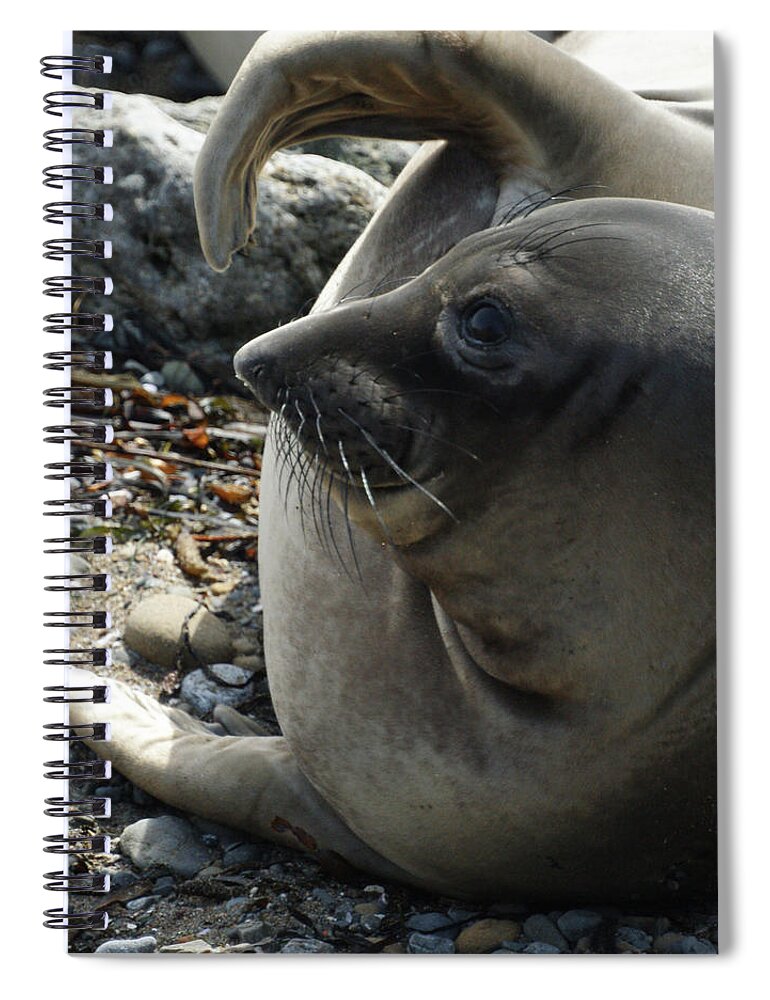 Elephant Seals Spiral Notebook featuring the photograph Elephant Seal by Ernest Echols
