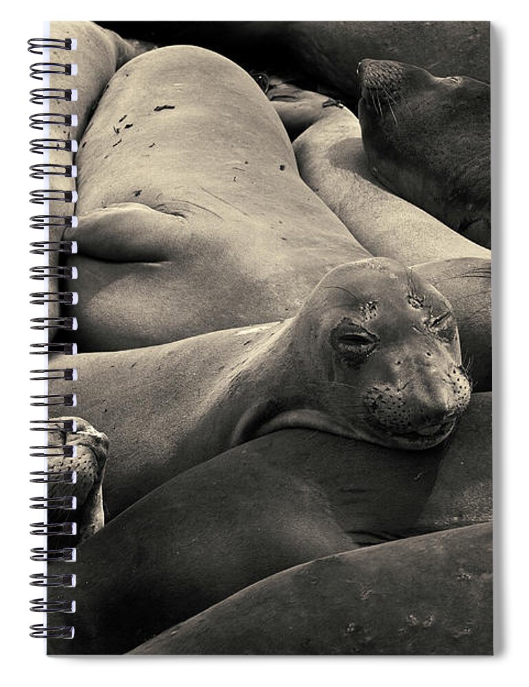 Proboscis Spiral Notebook featuring the photograph Elephant Seals I Toned by David Gordon
