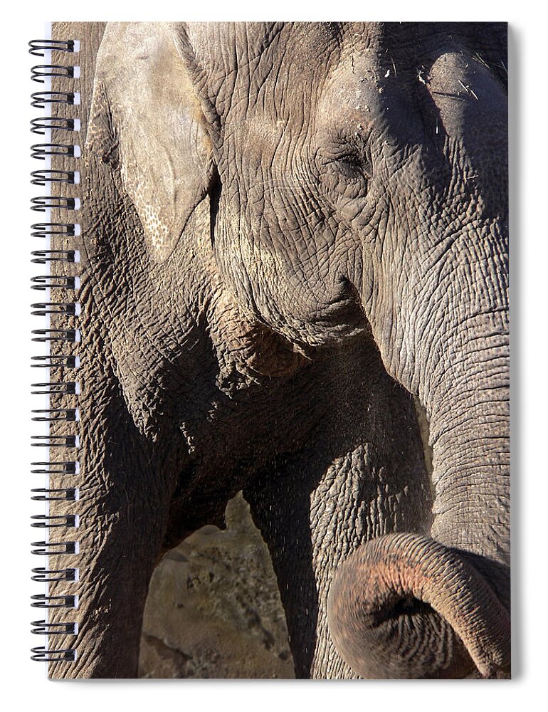 Elephant Spiral Notebook featuring the photograph Elephant by Steven Sparks