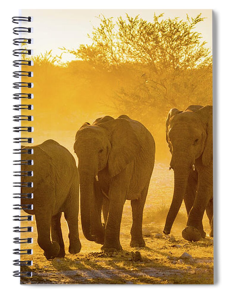 Africa Spiral Notebook featuring the photograph Elephant Sunset by Inge Johnsson