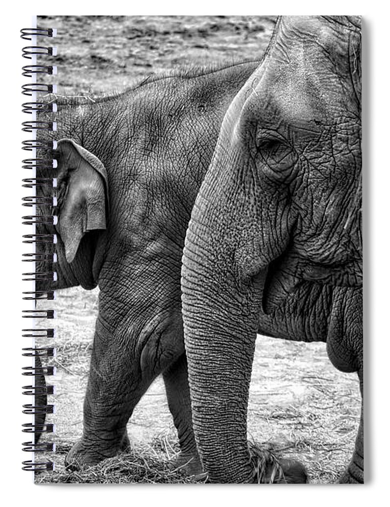 Animals Spiral Notebook featuring the photograph Elephants BW by Ingrid Dendievel