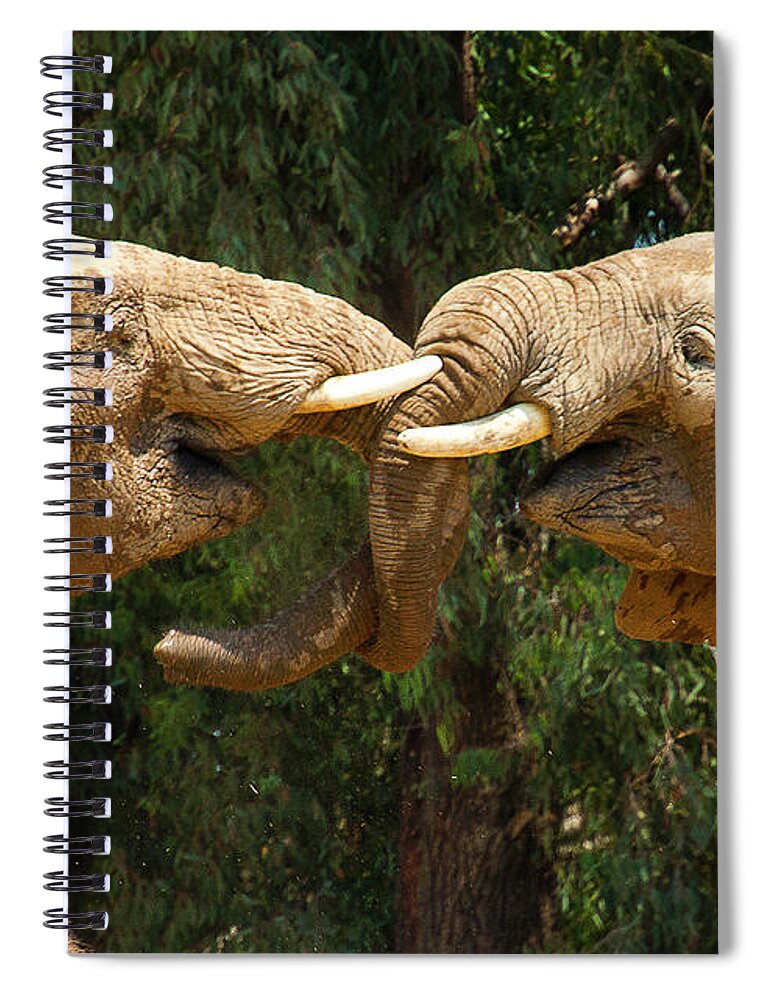 Elephant Spiral Notebook featuring the photograph Elephants Playing by Anthony Jones