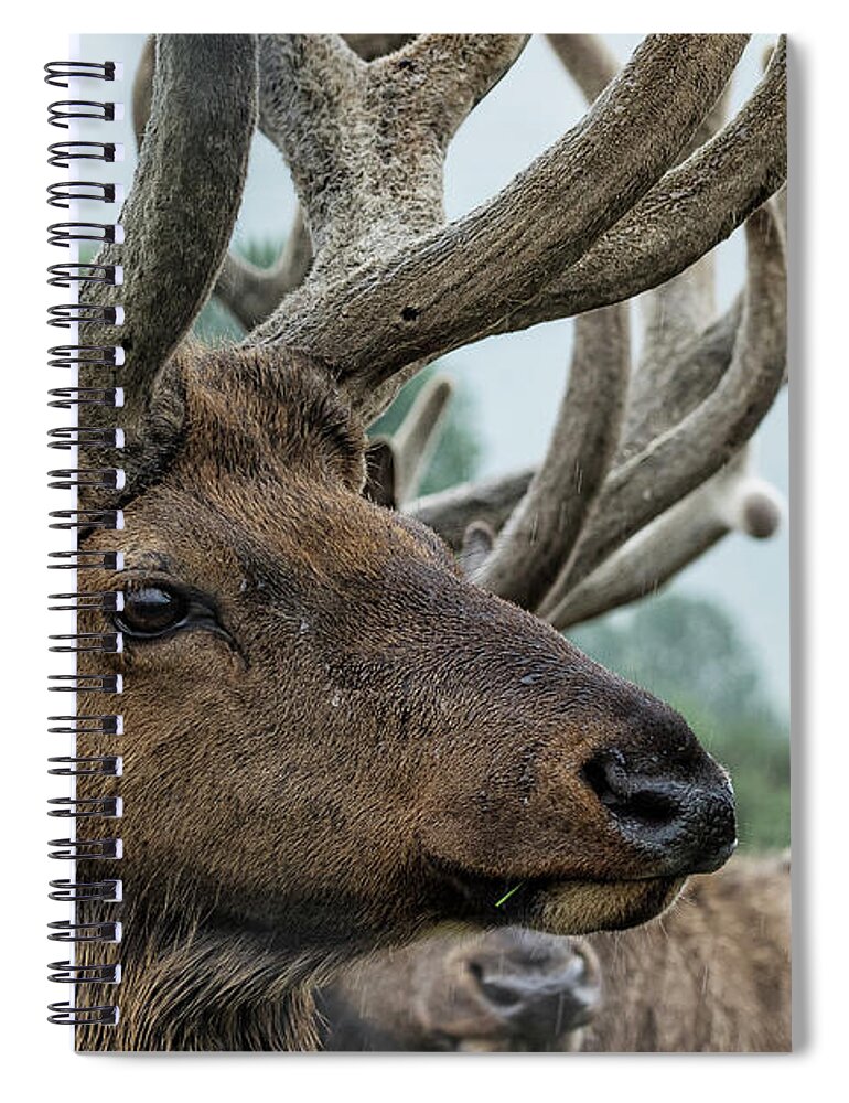 Elk Spiral Notebook featuring the photograph Elk and Antlers by Belinda Greb