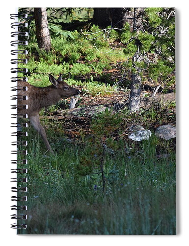 Animal Spiral Notebook featuring the photograph Baby Elk RMNP CO by Margarethe Binkley