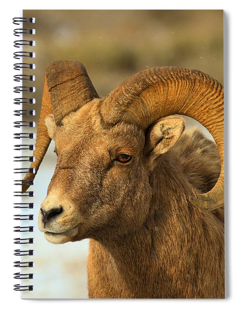Bighorn Spiral Notebook featuring the photograph Elk Refuge Bighorn Ram by Adam Jewell