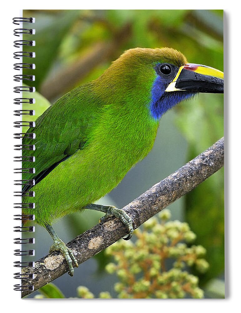 Emerald Toucanet Spiral Notebook featuring the photograph Emerald Toucanet by Tony Beck
