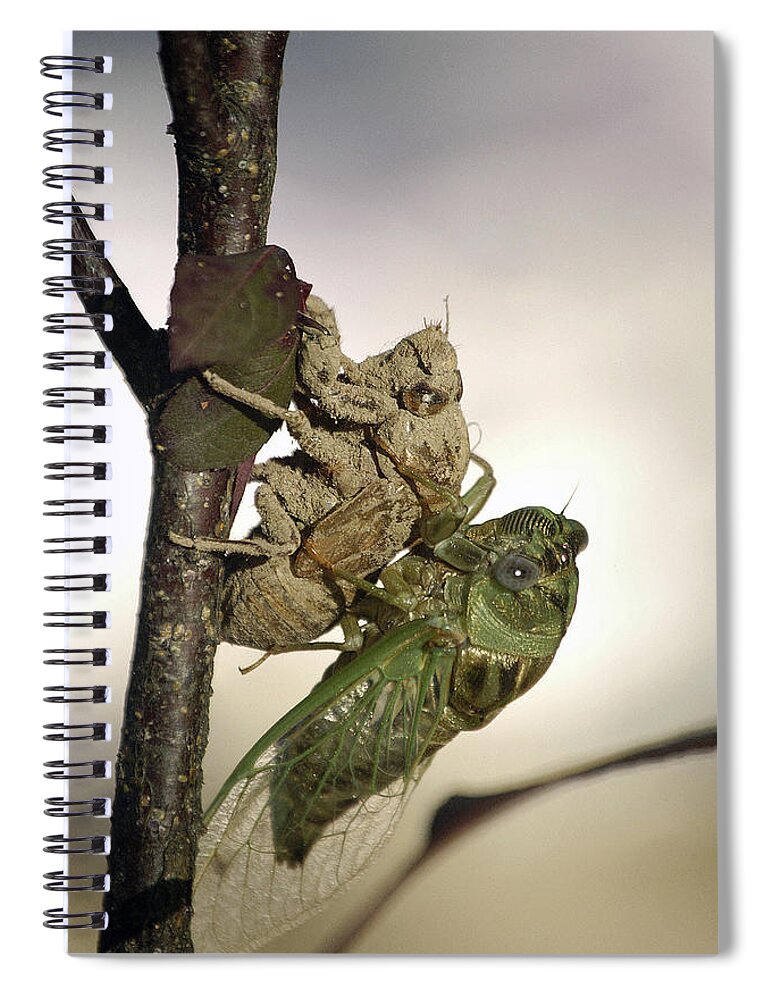 Nature Spiral Notebook featuring the photograph Emerging - Cicada 2 by DArcy Evans