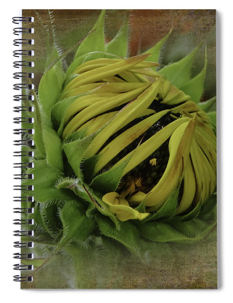 Sunflower Spiral Notebook featuring the photograph Emerging Sunflower by Judy Hall-Folde