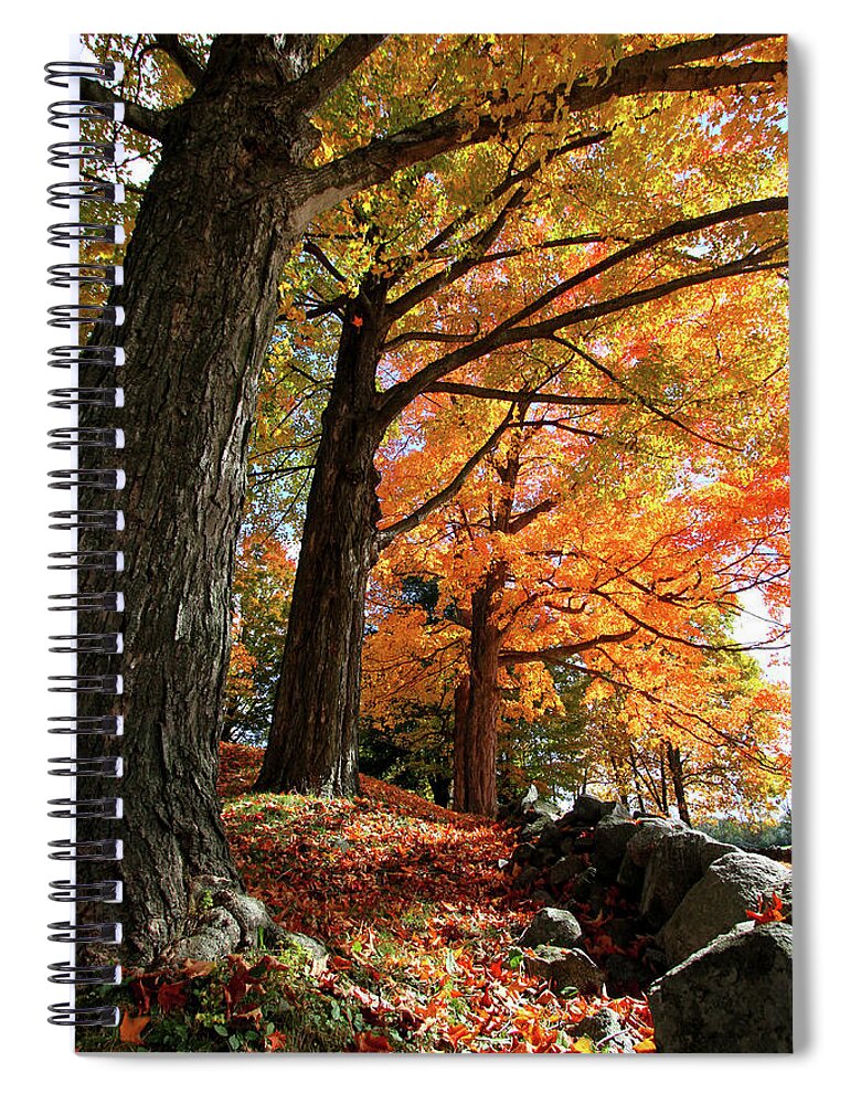 Photography Spiral Notebook featuring the photograph Emery Farm Trees Fall Foliage by Brett Pelletier