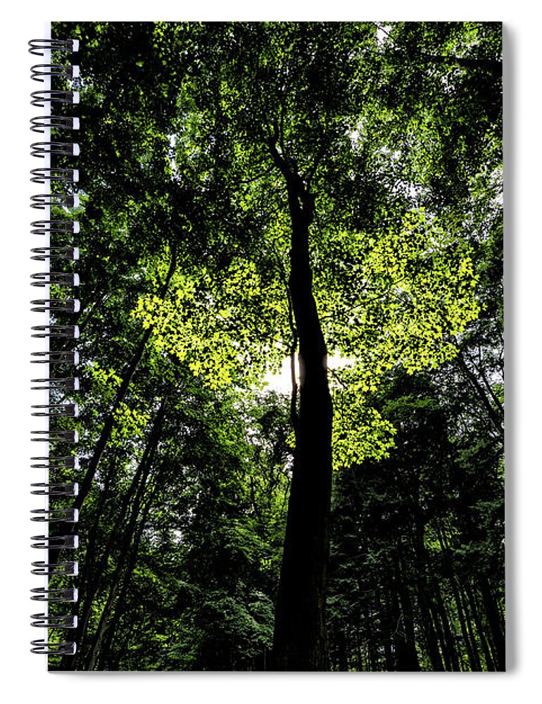  Canada Spiral Notebook featuring the photograph Enchanted Forest by Doug Gibbons