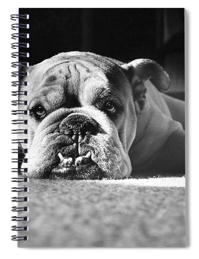 Animal Spiral Notebook featuring the photograph English Bulldog by M E Browning and Photo Researchers