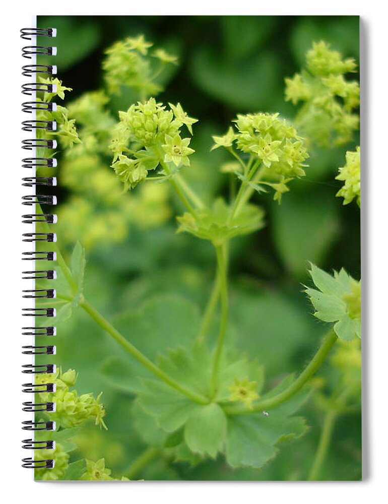 Plant Spiral Notebook featuring the photograph English ladys mantle by Susan Baker