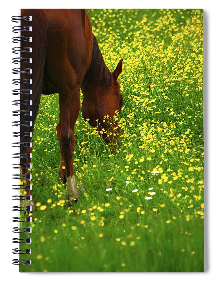 Enjoying The Wildflowers Spiral Notebook featuring the photograph Enjoying the Wildflowers by Karol Livote
