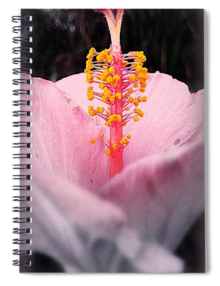 Hibiscus Spiral Notebook featuring the photograph Erect by Kathy Barney