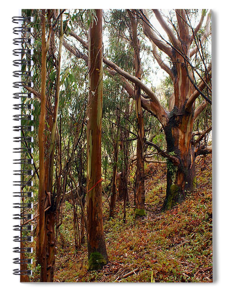 Forest Spiral Notebook featuring the photograph Eucalyptus Grove in California by Ben Upham III