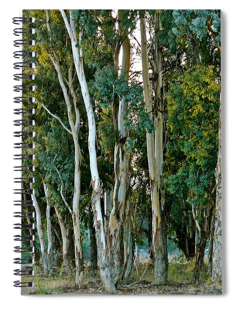 Trees Spiral Notebook featuring the photograph Eucalyptus Trees by Liz Vernand