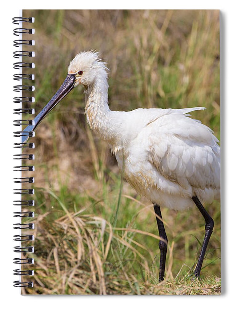 Eurasian Spoonbill Spiral Notebook featuring the photograph Eurasian Spoonbill, India by B. G. Thomson