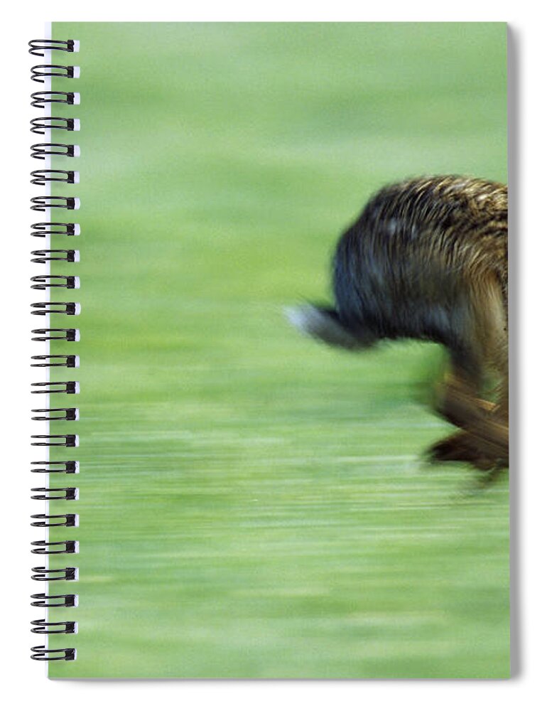 Mp Spiral Notebook featuring the photograph European Hare Lepus Europaeus Running by Konrad Wothe