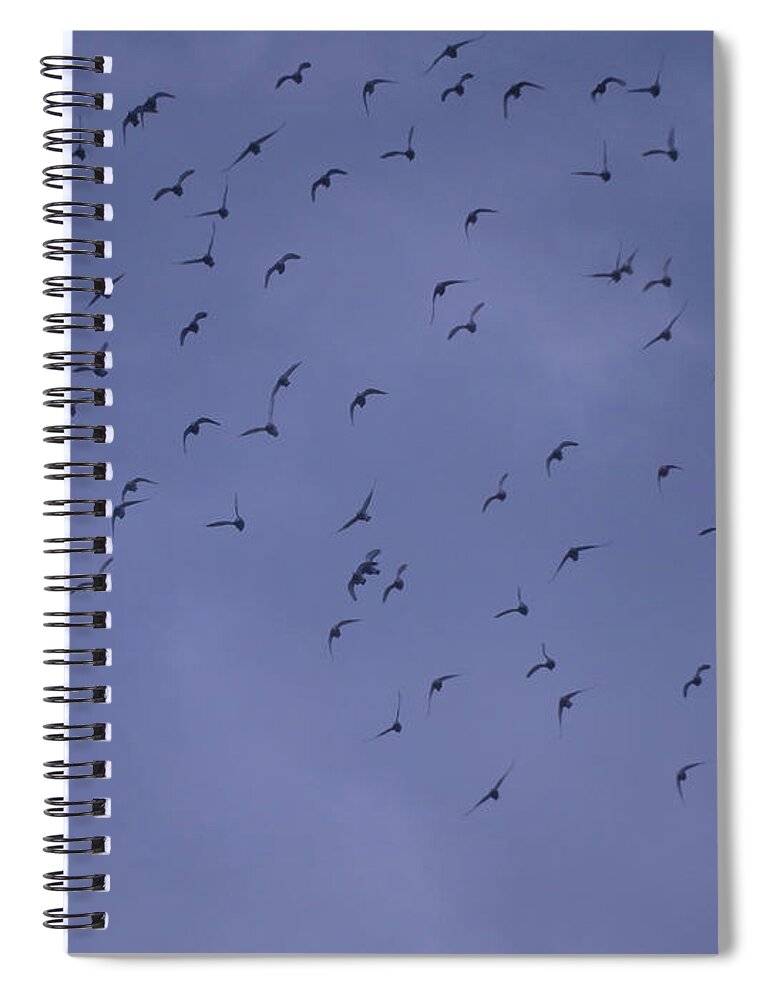 Flock Spiral Notebook featuring the photograph Evening Flock by Mark Blauhoefer
