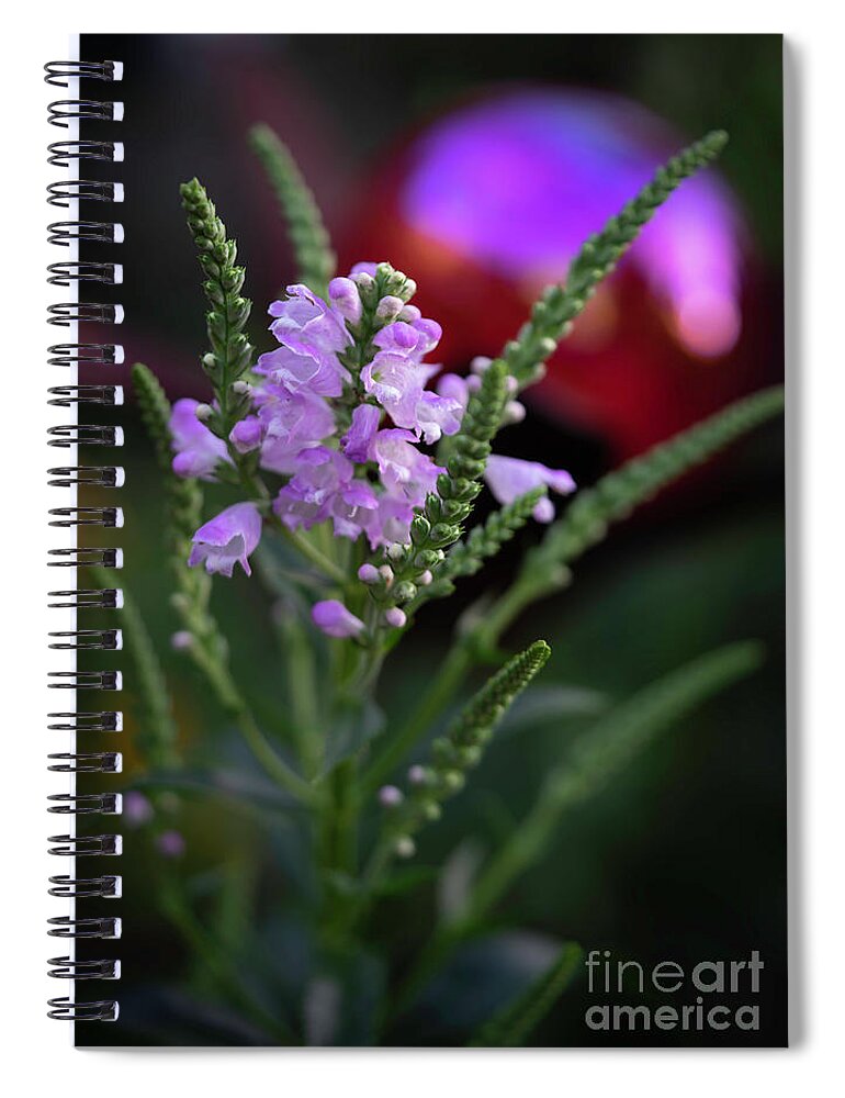 Flower Spiral Notebook featuring the photograph Evening Light by Cathy Donohoue