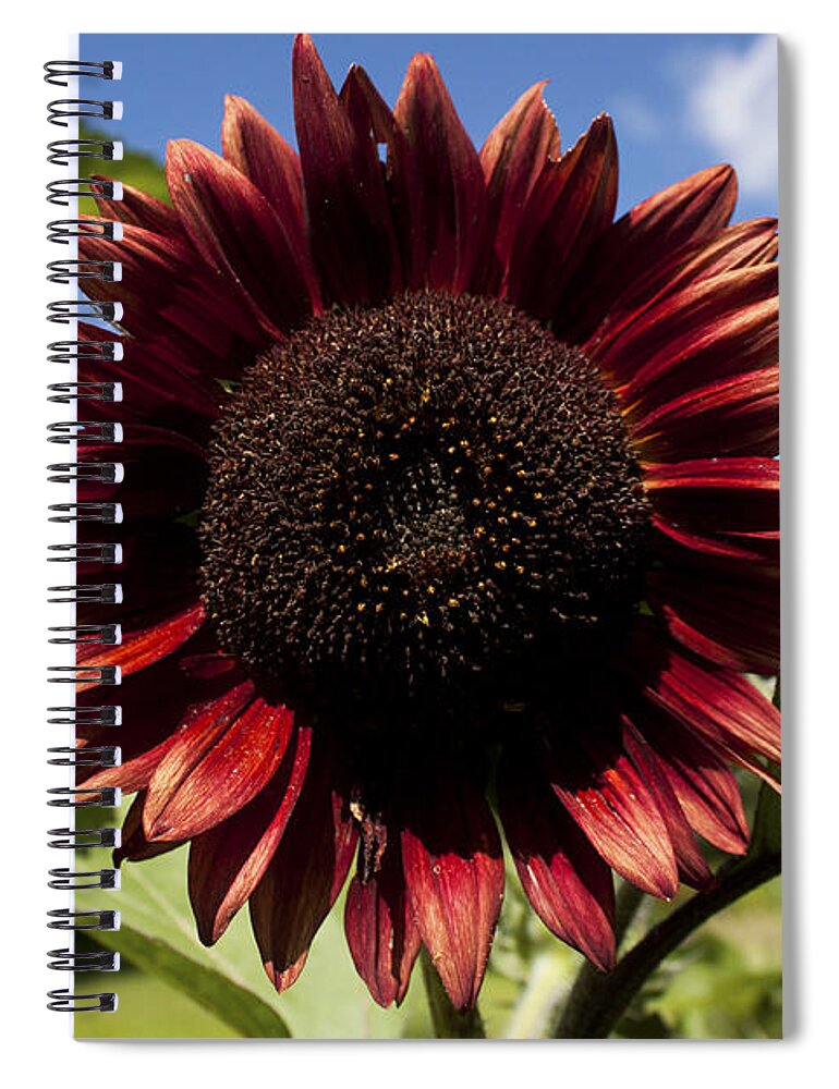 Flower Spiral Notebook featuring the photograph Evening Sun Sunflower #2 by Jeff Severson