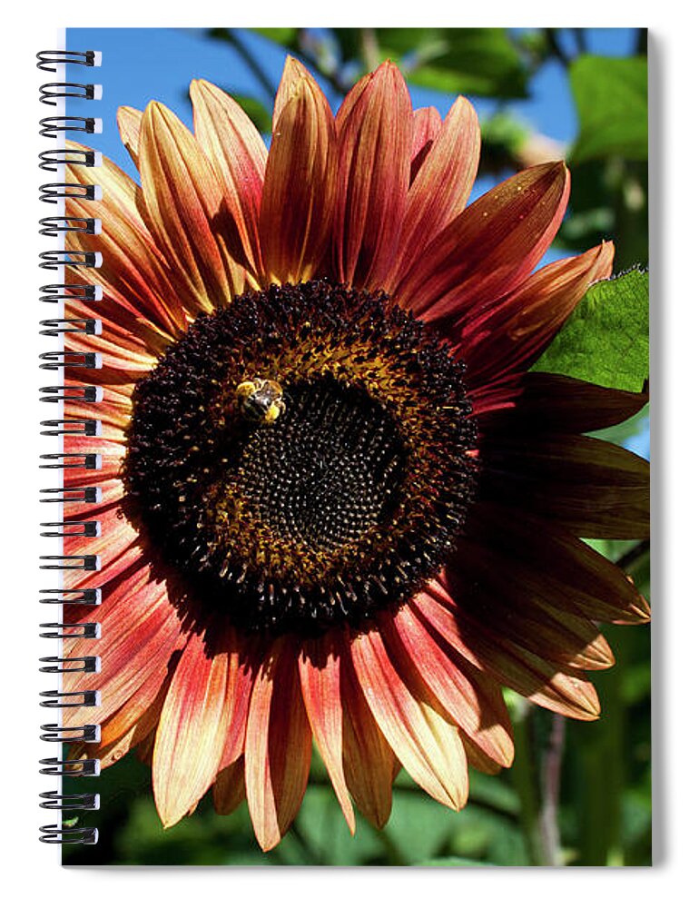 Sunflower Spiral Notebook featuring the photograph Evening Sun Sunflower 2016 #2 by Jeff Severson