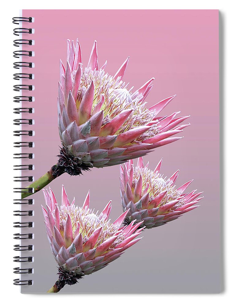 Tropical Flower Spiral Notebook featuring the photograph Exotic King Protea by Gill Billington