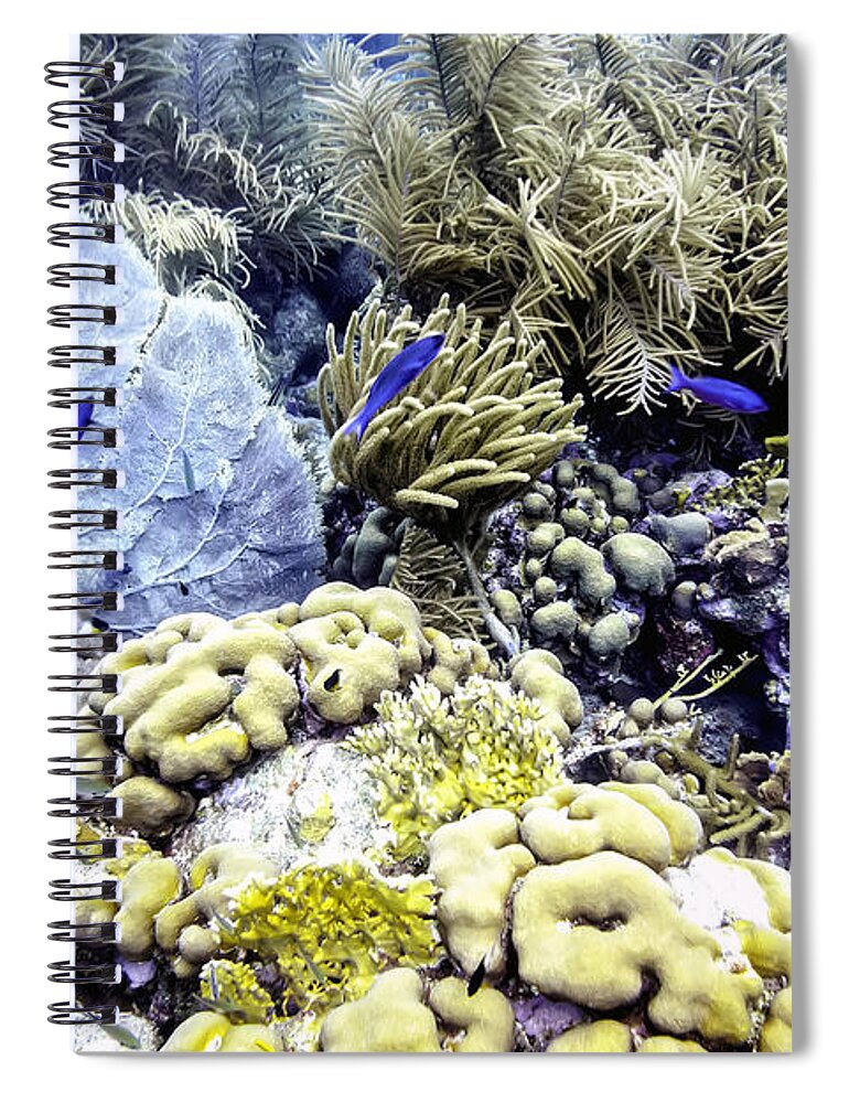 Blue Chromis Spiral Notebook featuring the photograph Explosion of Life I by Perla Copernik