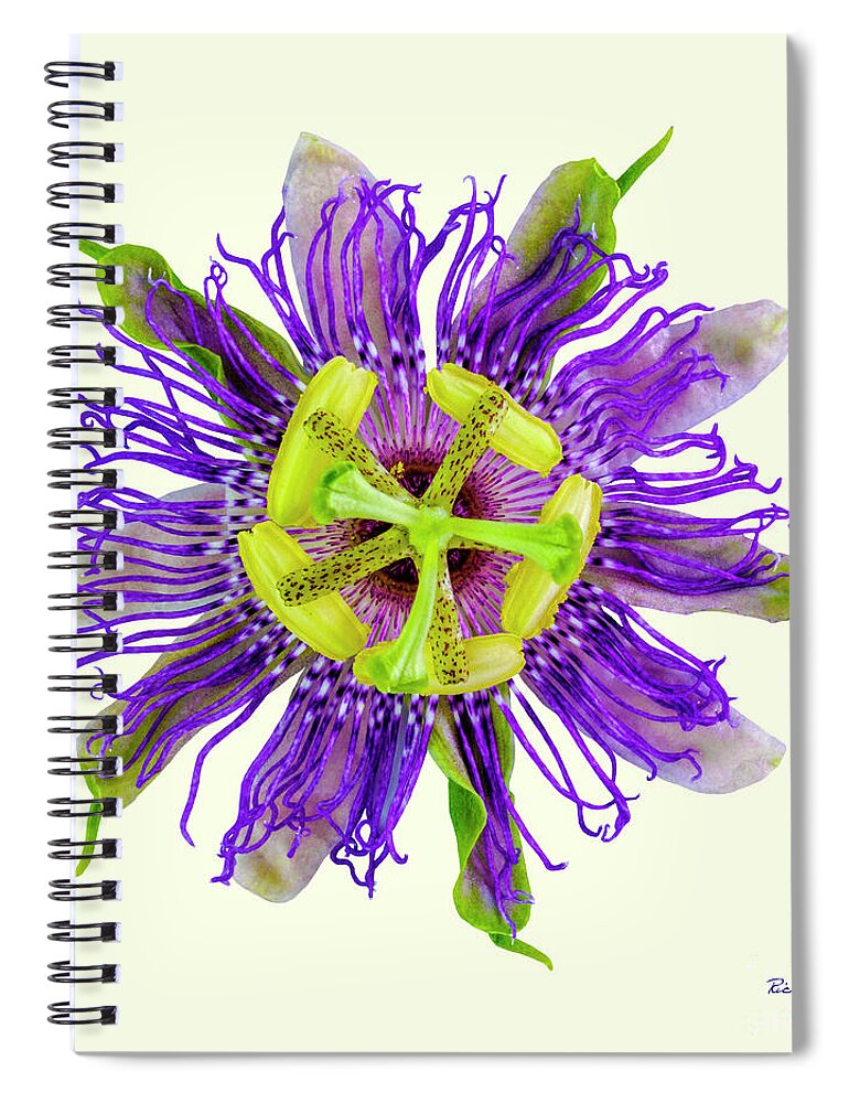 Expressive Spiral Notebook featuring the photograph Expressive Yellow Green and Violet Passion Flower 50674Y by Ricardos Creations