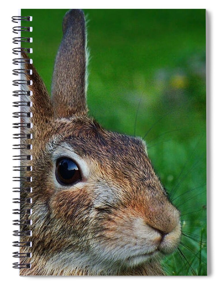 Eastern Cottontail Spiral Notebook featuring the photograph Eye-contact with the Rabbit by Asbed Iskedjian