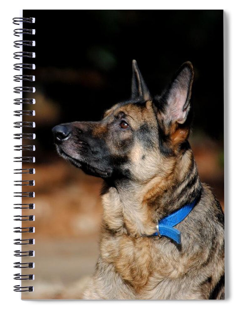 Dog Spiral Notebook featuring the photograph Eye on the Ball by Jai Johnson