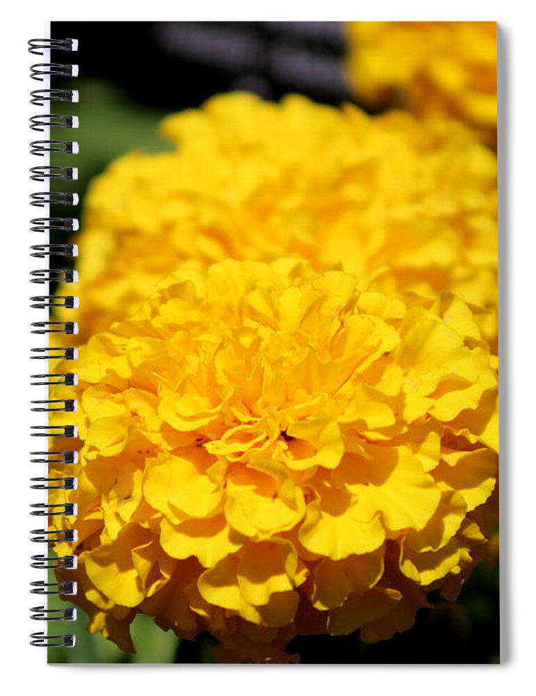 Golden Yellow Spiral Notebook featuring the photograph Eye on the Gold by Colleen Cornelius