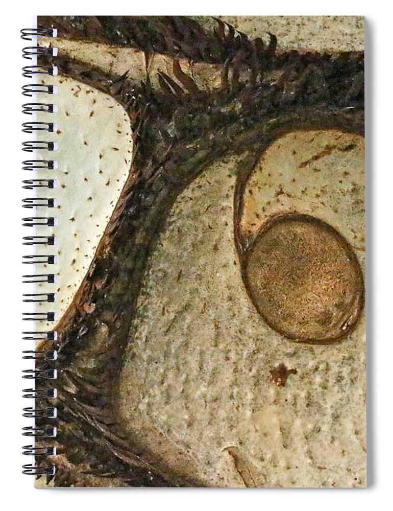 Abstract Spiral Notebook featuring the photograph Eye Spy by Carol Senske